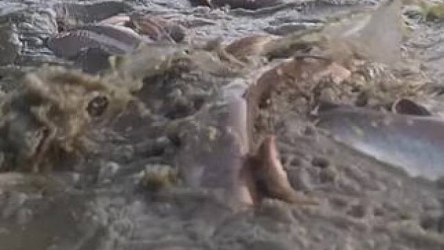 鱼获满满#鱼#捕鱼#内容启发搜索