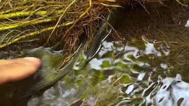 鱼#鱼 #实拍 #祝大家年年有鱼 #内容启发搜索