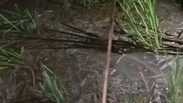 宁静的乡村#乡村气息 #原生态乡村生活 #钓鱼 #内容启发搜索