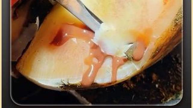 这才是牛蹄的正确打开方式，零帧起手，十分爽口#解压 #修蹄 #助眠 #强迫症 #极度舒适