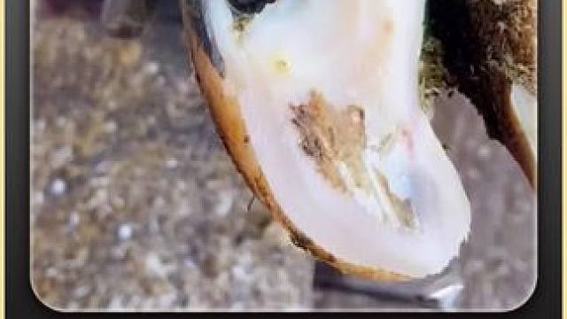 当你还沉浸在爆浆里，三哥早已沉迷于牛蹄上的小凸起 #闲鱼捡漏 #万物皆可挂闲鱼 #解压 #助眠 #修