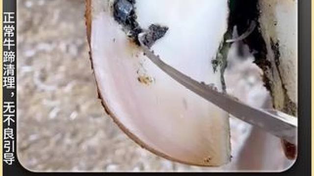 好久没见过这么会喷的牛蹄了 #修蹄 #解压 #助眠 #闲鱼捡漏 #万物皆可挂闲鱼