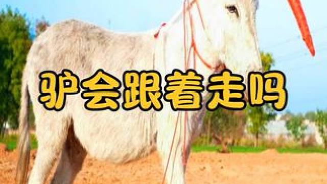 奇葩的动物智商测试，把胡萝卜挂在驴面前，它会追着跑吗？ #涨知识 #科普一下