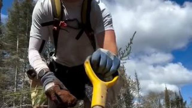 种植一棵树苗0.25美元左右的工作。 #植树造林 #绿化工程 #生态修复 #农业种植 #园林绿化工程