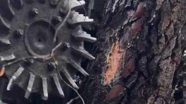 一机多用砍树机，能抓能切能打包带走。 #锯树神器 #伐木 #伐木工的日常 #林业机械 #砍树