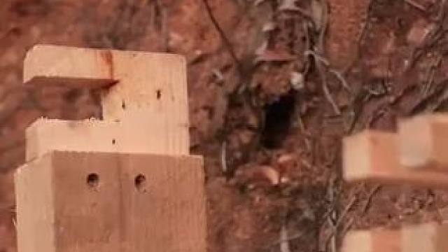 #徒手建造房屋 #野外建造 #木屋建造 #野外生存 #解压视频