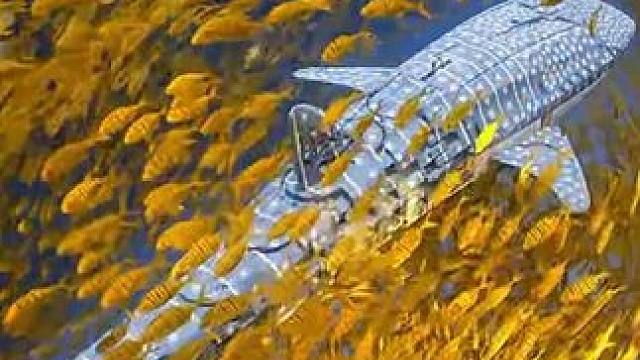 机器鲸都出来了 #机器鲸 #机器人 #机器狗 #deepseek #红客联盟