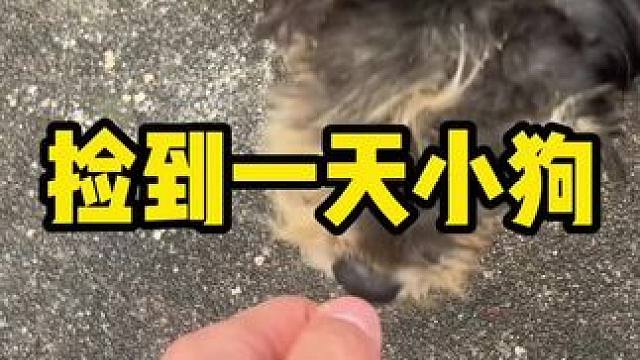 捡到一条小狗#内容启发搜索 #日常生活  #日常vlog  #玩的就是真实