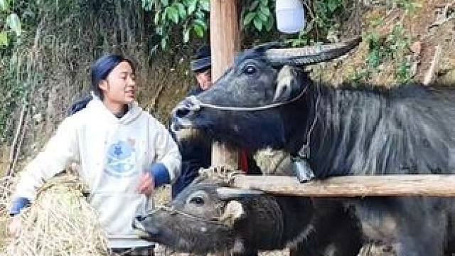 过年啦，今天给牛牛放假#记录我的乡村生活 #田园生活 #放牛的生活