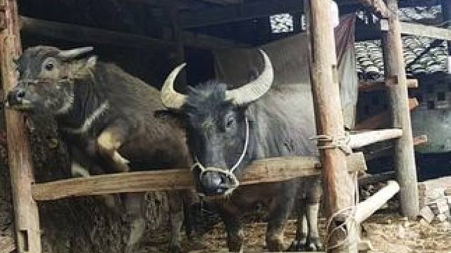 牛仔长大了，都关不住啦#记录我的乡村生活 #田园生活 #放牛的生活