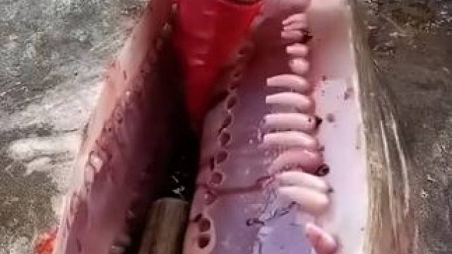 你经常吃的鱼肉里面真的有这些东西吗？尤其是三文鱼 #金枪鱼 #金枪鱼罐头 #过年不打烊 #进口