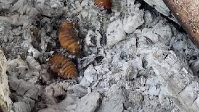 炭烤木虫 #舌尖上的美食 #东南亚美食 #把家乡的味道分享给大家 #大山里的味道 #神奇的大自然