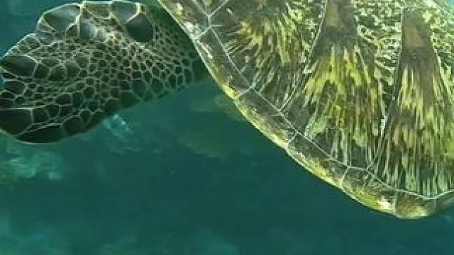 海龟在海里遨游的姿势，其实像鸟儿在天空翱翔#马代之旅 #海龟