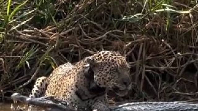 美洲豹捕食鳄鱼 #国外视频分享 #野生动物零距离 #奇妙的动物