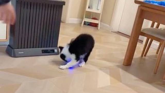 无聊逗狗 #萌宠日常记录 #欢乐的狗子 #养狗的乐趣