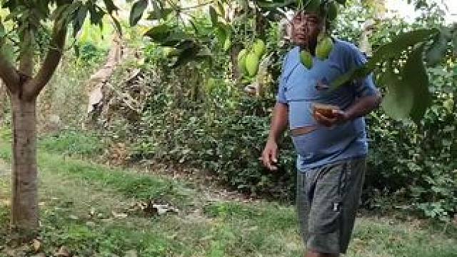 泰国昨晚凉拌生芒果 #把家乡的味道分享给大家 芒果#粗茶淡饭吃起香农村生活 #泰国主播吃美食视频 #