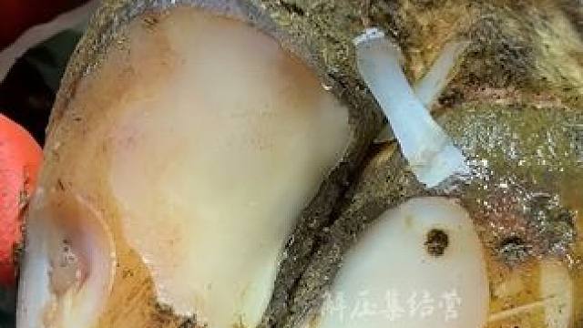 没有剧透的牛蹄不会让你失望#解压 #修牛蹄