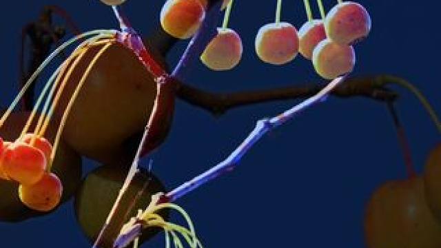 #一花一草一世界