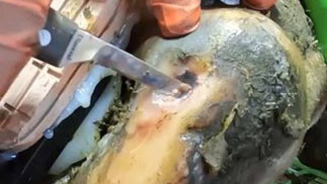 农场里最跛脚的一只牛牛来了#解压 #修牛蹄