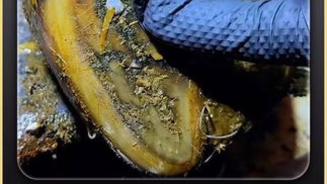 牛蹄又又又扎进了钉子里 #解压 #助眠 #修蹄 #强迫症 #极度舒适