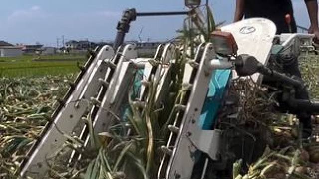 日本洋葱种植收割全程机械化作业。 #现代农业机械 #省时省力效率高 #农业种植 #洋葱种植 #洋葱种