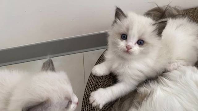 我的一个月小可爱们，健康快乐长大