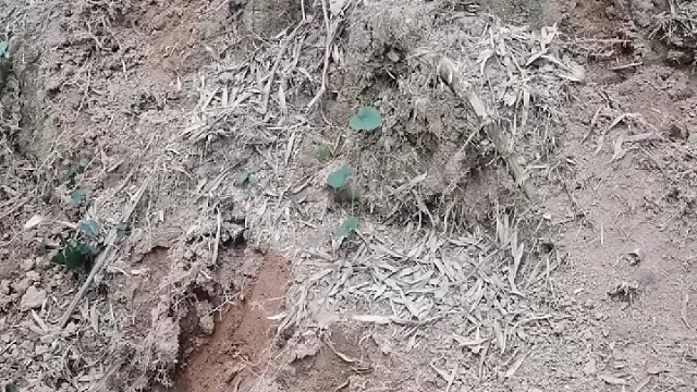 童年的生长的地，变成竹竹林成挖冬天的乐趣。