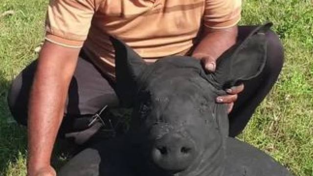 猪头宴 #农村美食记录生活 #舌尖上的美食 #哎呀妈呀太香了 #体验原生态美食的乐趣 #乡村新农人