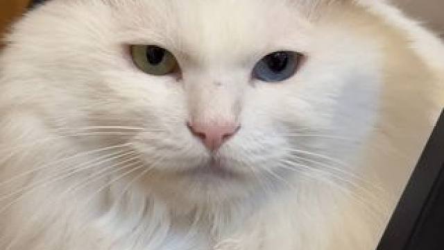 装聋作哑的，拿包零食就老实了 #记录猫咪日常 #我和我的猫 #狮子猫