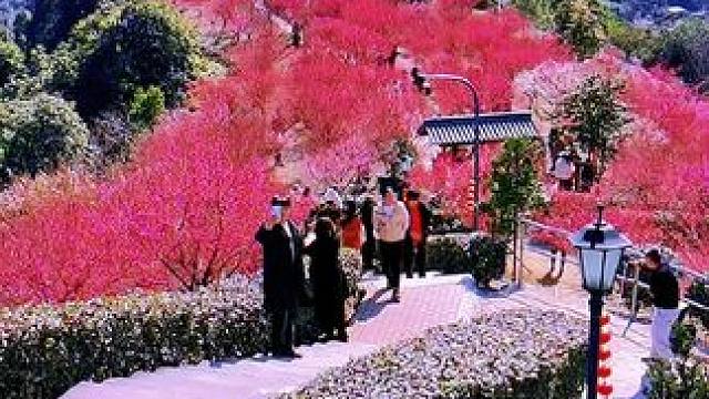 温岭吴岙梅花正盛开着，无比娇艳。