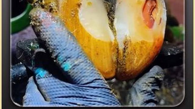 外表看起来很丝滑，内部却是极度的复杂 #修蹄 #助眠 #解压 #强迫症 #极度舒适