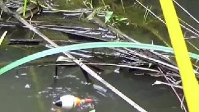 户外钓鱼#钓鱼的乐趣只有钓鱼人懂 #真实户外 #钓鱼人就是这么疯狂 #日常钓一钓 #内容启发搜索