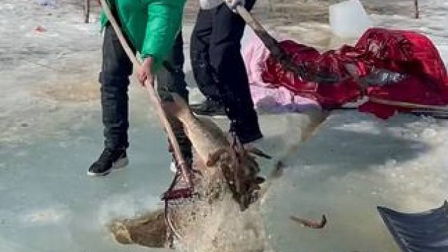 #户外捕鱼 #好多鱼