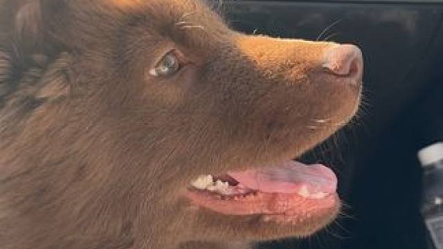 什么都好奇，小馋狗一个#土松 #五红犬 #水灵灵的小狗