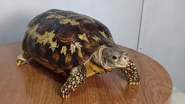 折背龟标本模型