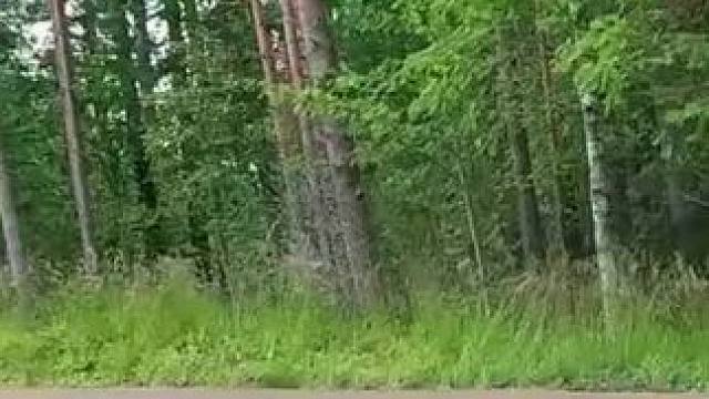 芬兰站这个网红弯道暗藏危机，一组和二组的水平高下立现，这也是WRC观众最爱的独特互动环节#wrc拉力