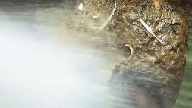 一只冲洗干净单独修理的特殊牛蹄#解压 #修牛蹄