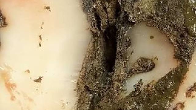 究竟是遭受了多大的压力让牛牛大半个蹄底都空了#解压 #修牛蹄