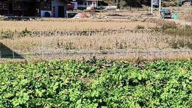 村无烟火只剩房将成为历史，以后的农村将成为香饽饽了！#农村自建房 #农村 #记录农村生活