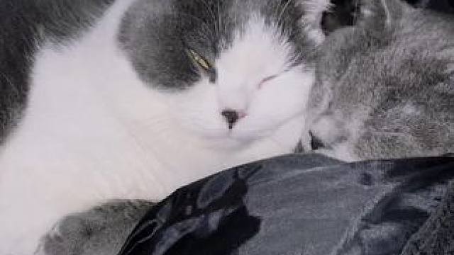 两个男孩子 #你的猫孩子也是这样玩吗 #我镜头下的小猫 #猫：你怎么没有边界感呀