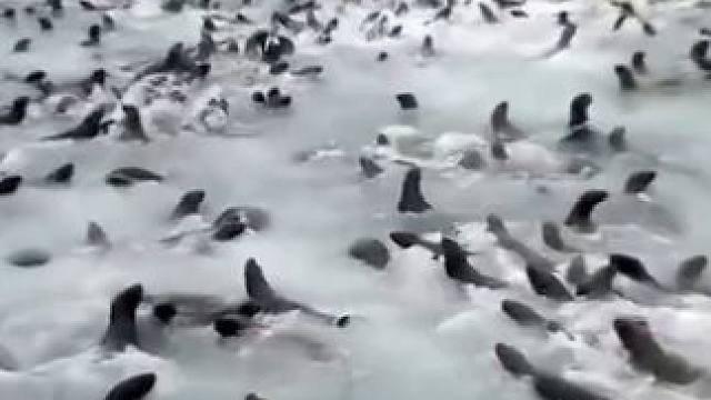 这种海上的场景你见过吗？原来小鱼仔是这样制作的！ #小鱼仔 #香辣小鱼仔 #三只松鼠小鱼仔 #麻辣 