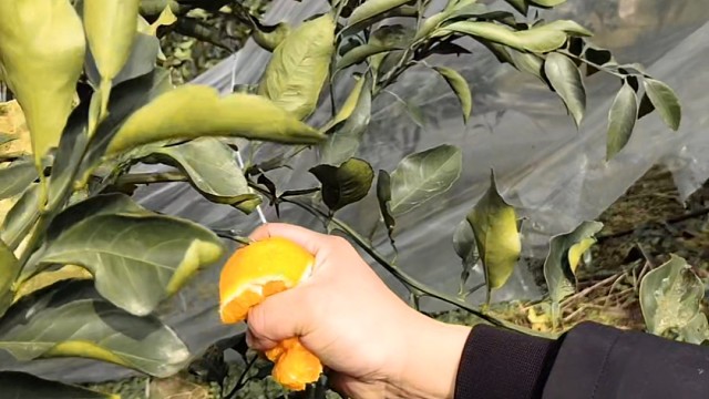 甜如初恋的耙耙柑，重庆也有