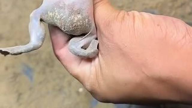 来菜市场买蛋蛋蛙 #泰国美食 #户外美食 #美食 #内容启发搜索