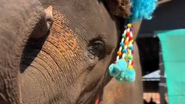 泰国大象表演才艺 #国外视频分享 #奇妙的动物 #宠物