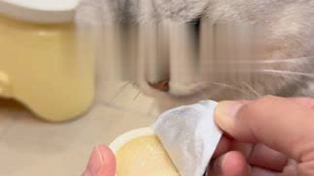 阿蛋还蛮会吃的嘛一口肉一口饭 #铲屎官的乐趣 #我和我的猫 #猫咪罐头 #小馋猫