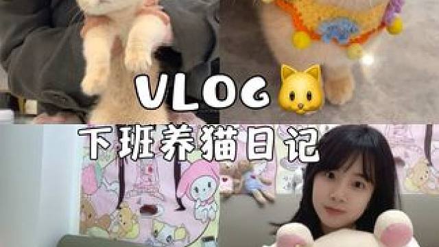毕业后养一只猫的愿望实现了吗#萌宠vlog #晚间日常 #哆来咪猫砂 #哆来咪猫砂测评 #下班后的日