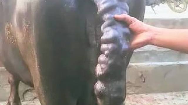 老牛的尾巴太奇怪了#动物世界 #野生动物零距离 #动物解说 #神奇动物在这里 #内容启发搜索