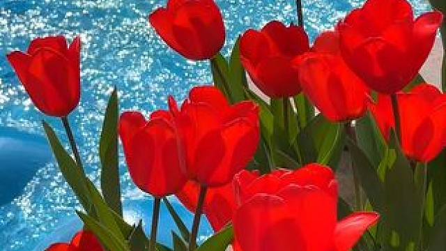 “郁”见春色，见花则喜。 #周末一起去赏花吧 #郁金香 #好看的花一定要分享给你 #治愈系 #云台花