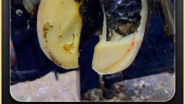 这是什么神仙牛蹄，内部糊满了黑巧克力 #修蹄 #解压 #助眠 #强迫症 #极度舒适