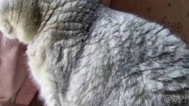 阿蛋早上送完老登上班就回自己房间睡觉等妈妈弟弟起床 #监控下的猫咪 #它只是不会说话其实它什么都懂 